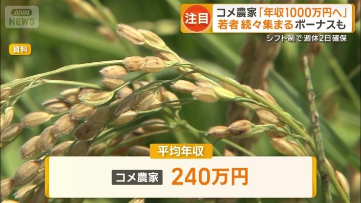 コメ農家の平均年収は240万円