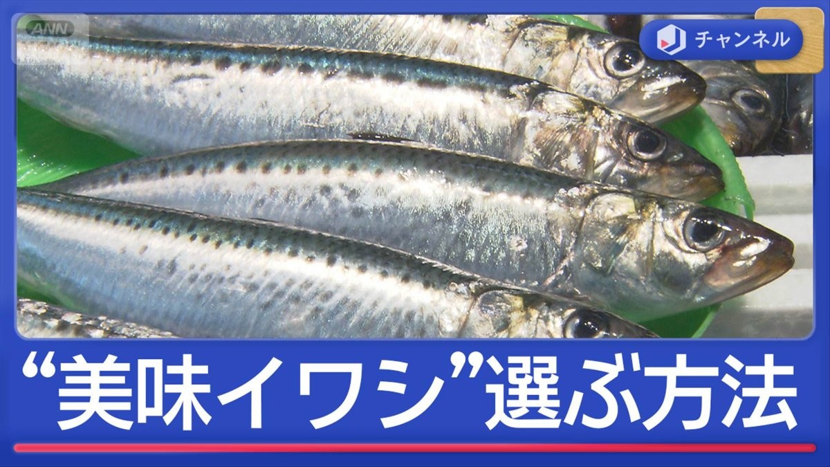 魚が美味しい秋“美味しいイワシ”ドコ見て選ぶ？