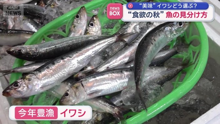 今年豊漁のイワシ