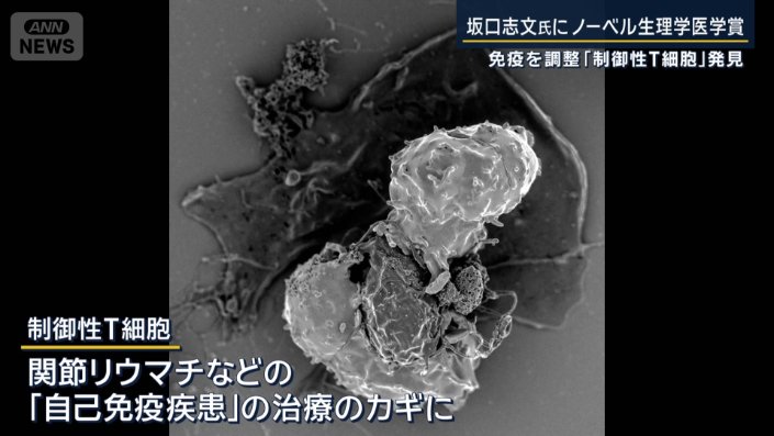 制御性T細胞