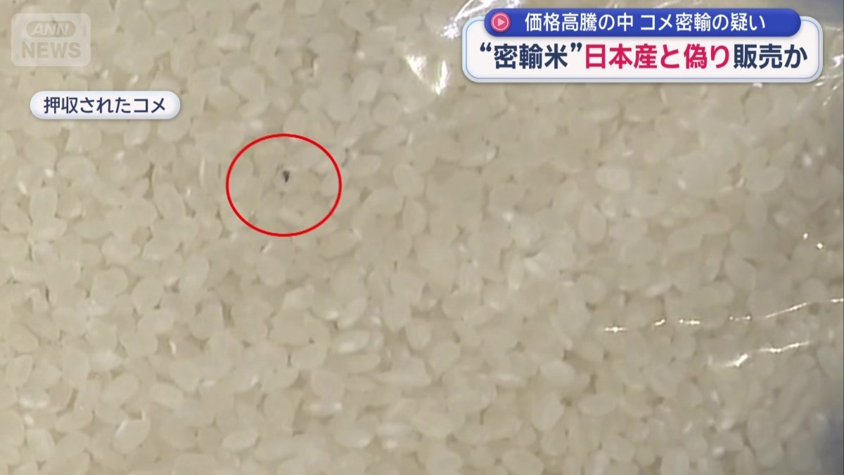 押収されたコメには黒い小さな虫が見える