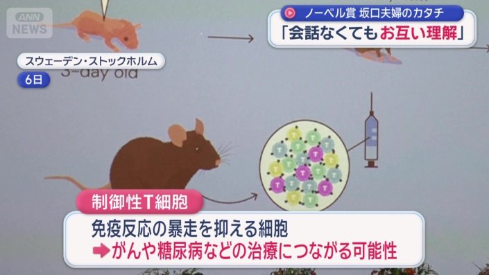 制御性Ｔ細胞とは？