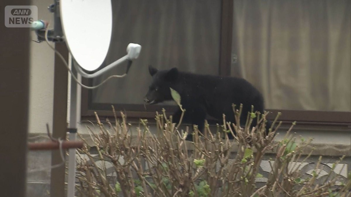 首都圏でも…市街地で“クマ出没”相次ぐ　全国2例目の『緊急銃猟』で見えた課題は