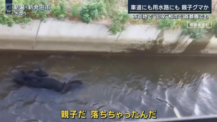 目撃者