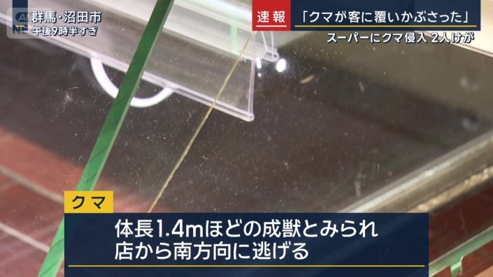 クマ