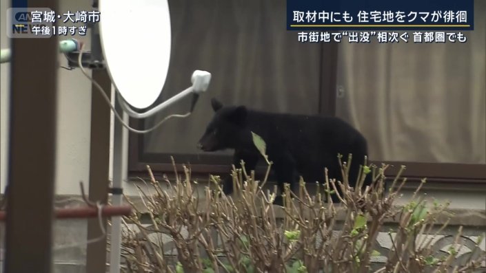 子グマ