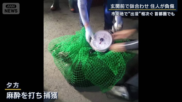 麻酔を打ち捕獲