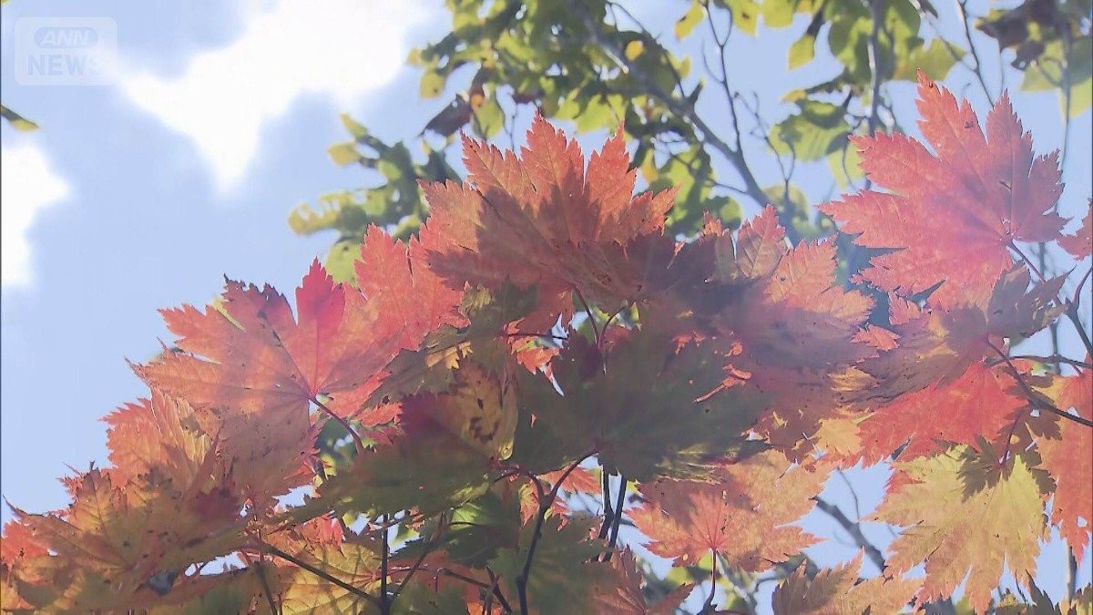 “日本一の紅葉”涸沢カール　11年ぶりの美しさ「当たり年」　背景には気候のバランス