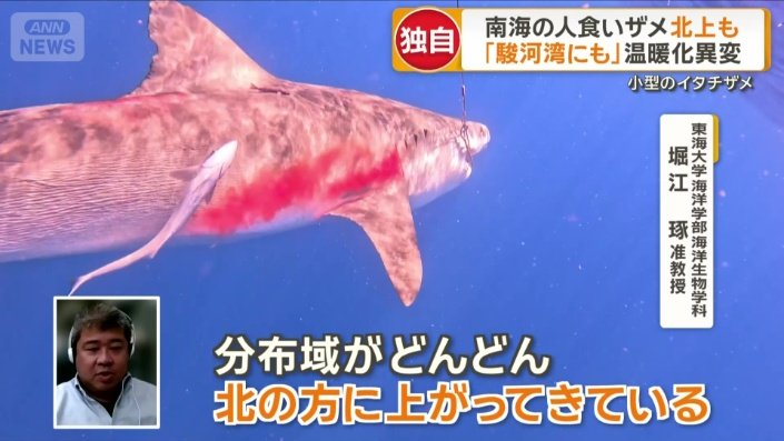 「最近は（駿河湾でも）小さいイタチザメも出現」
