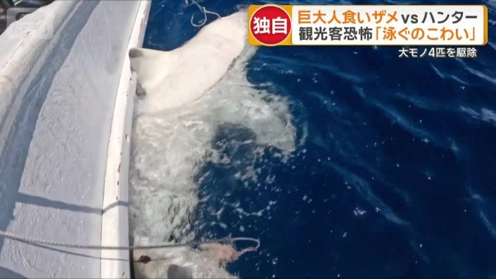 腹がパンパンに膨らんだメス