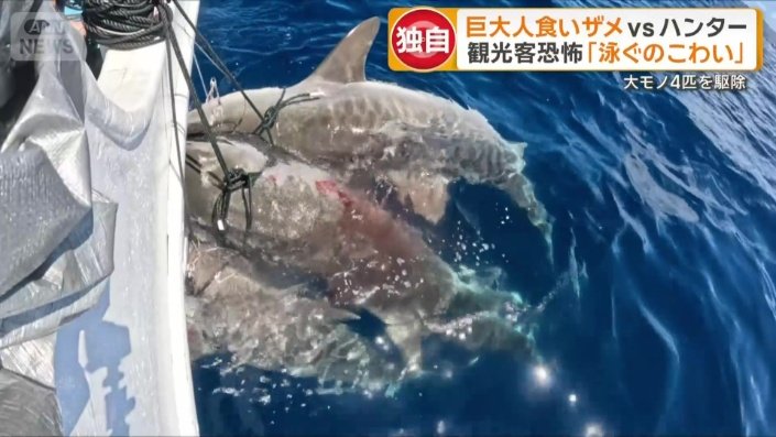 合計4匹のサメを駆除