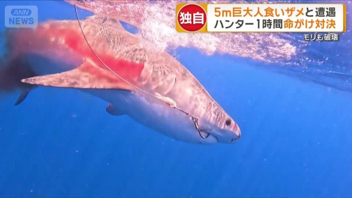激しく抵抗する巨大ザメ