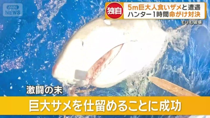 ようやく仕留めることができた巨大ザメ