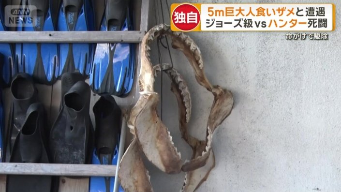 サメが魚を奪う“横取り被害”多発