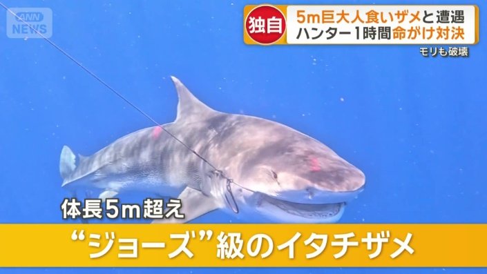 体長5m超えジョーズ級のイタチザメ