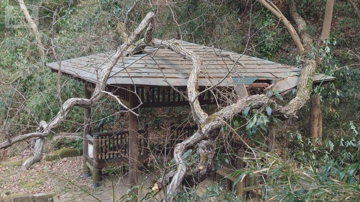 公園で倒木相次ぐ　伝染病の「ナラ枯れ」も　専門家「今後も増える」