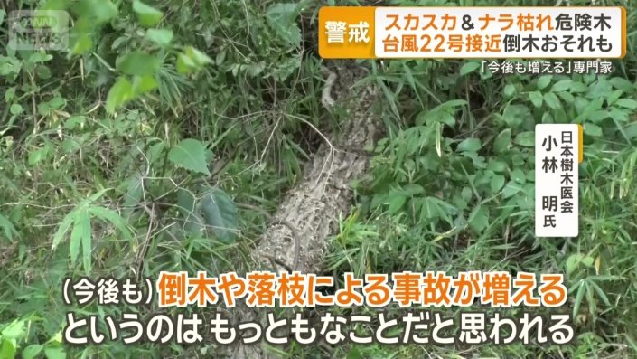 「（今後も）倒木や落枝による事故が増える」