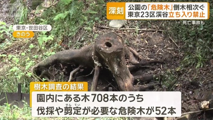 「危険木」が52本