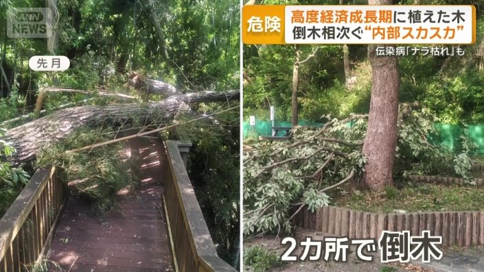 先月にも2カ所で倒木