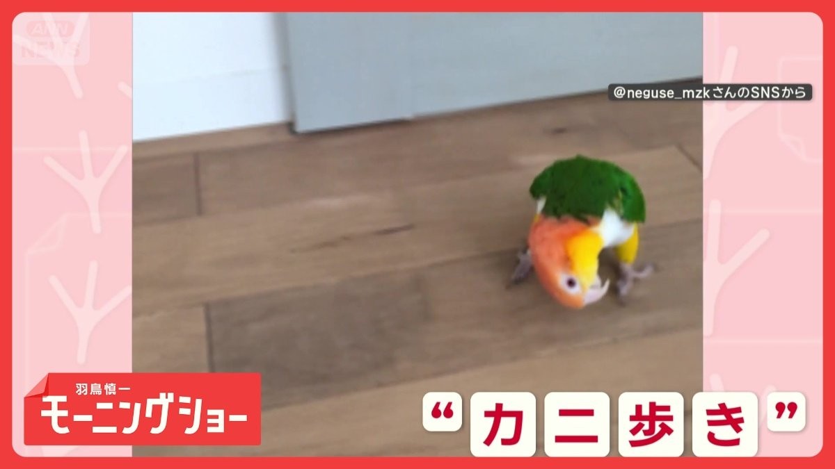 カニ？忍者？欽ちゃん？　首をかしげて猛スピード！　オレンジ色に反応するインコさん