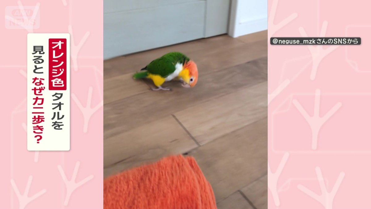 なぜカニ歩きする？