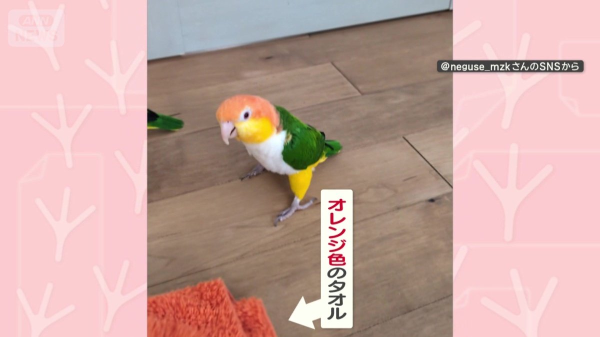 オレンジ色のタオルが置かれると…