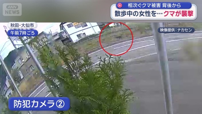 追いかけるように走るクマ