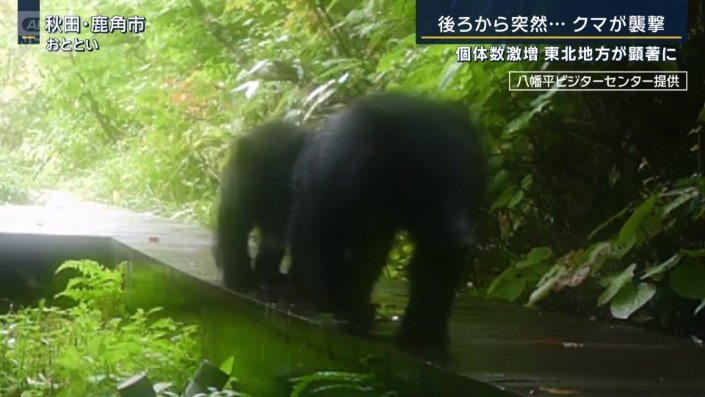大きなクマが2頭、