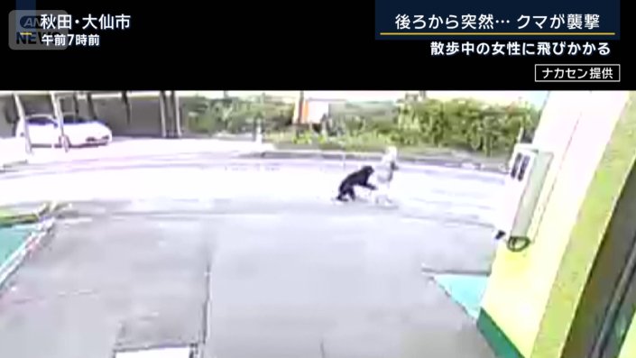クマ