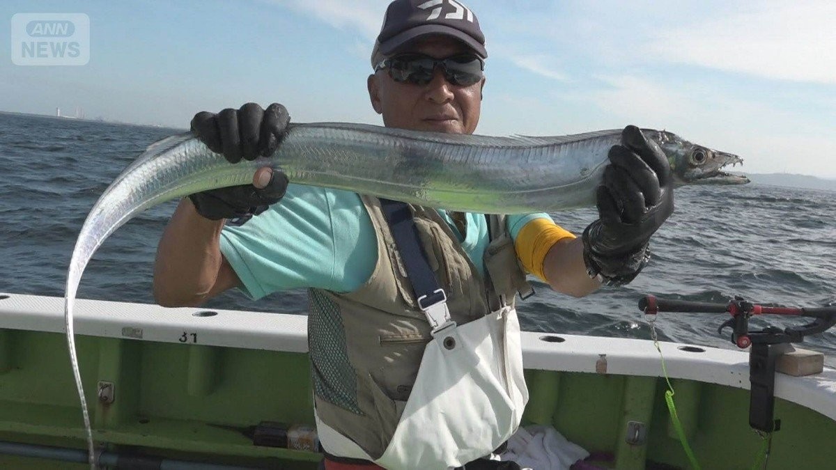 タチウオが東京湾で入れ食い　極太ドラゴンサイズに歓喜　物価高の救世主に