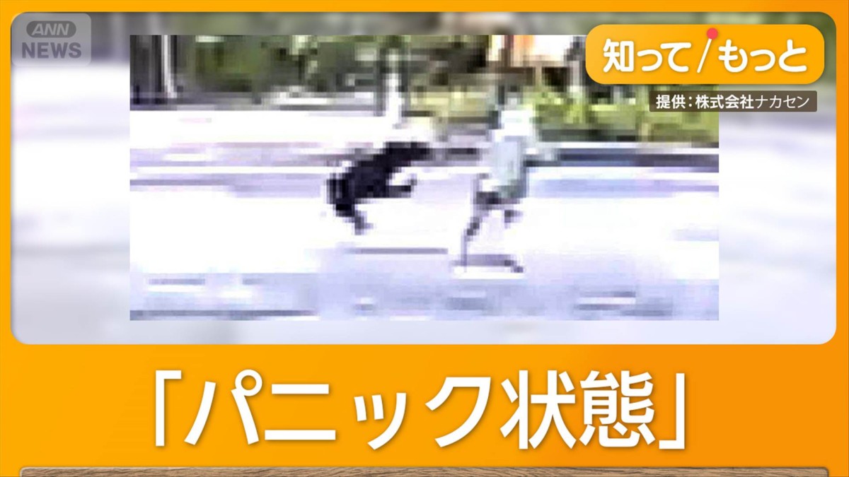 子グマが猛スピードで女性に突進　町に迷い込んだ行動原理を専門家が分析