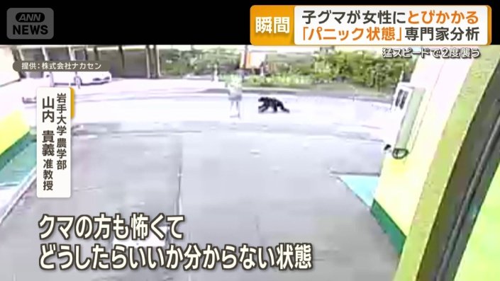2歳未満の子グマか