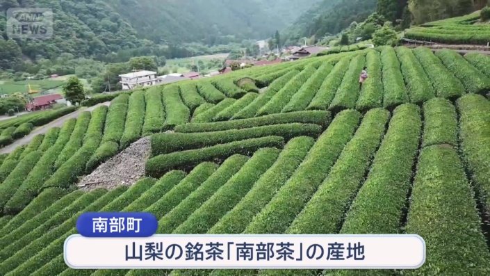 お茶「南部茶」の産地として知られている南部町