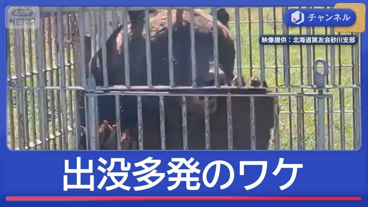 クマ襲撃相次ぐ　秋田は3.5倍　市街地でも「常識通用しない」人狙うワケ