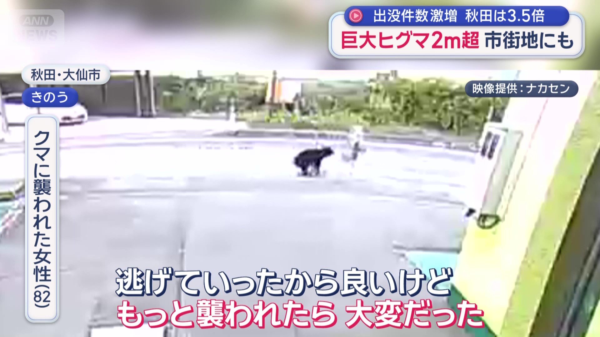 「『わあ、クマだ』しか分からない」