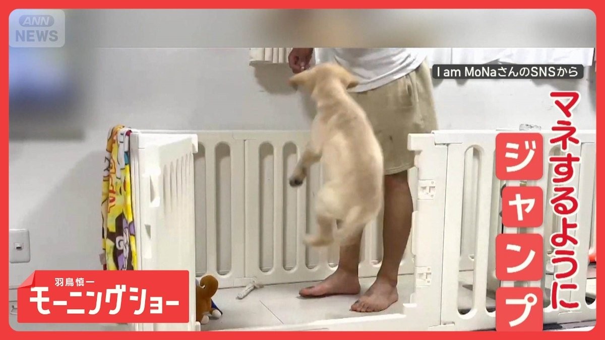独特！ジャンプしてケージへ…「ハウス」の覚え方が独特なワンちゃん　飼い主のマネ？