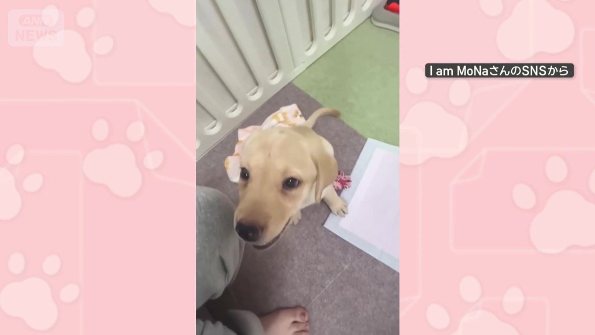 飼い主に甘える