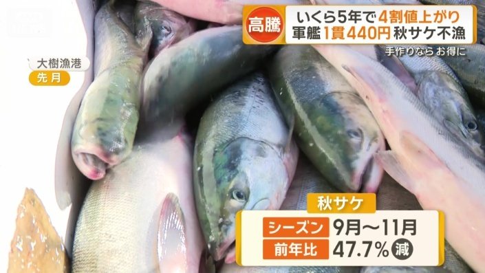 北海道での秋サケ漁　記録的な不漁