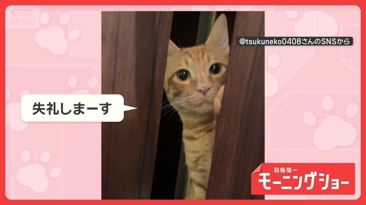「ひょっこりニャン」順番待ち？　ドアを開け、のぞくネコちゃん　トイレ行きたいの？