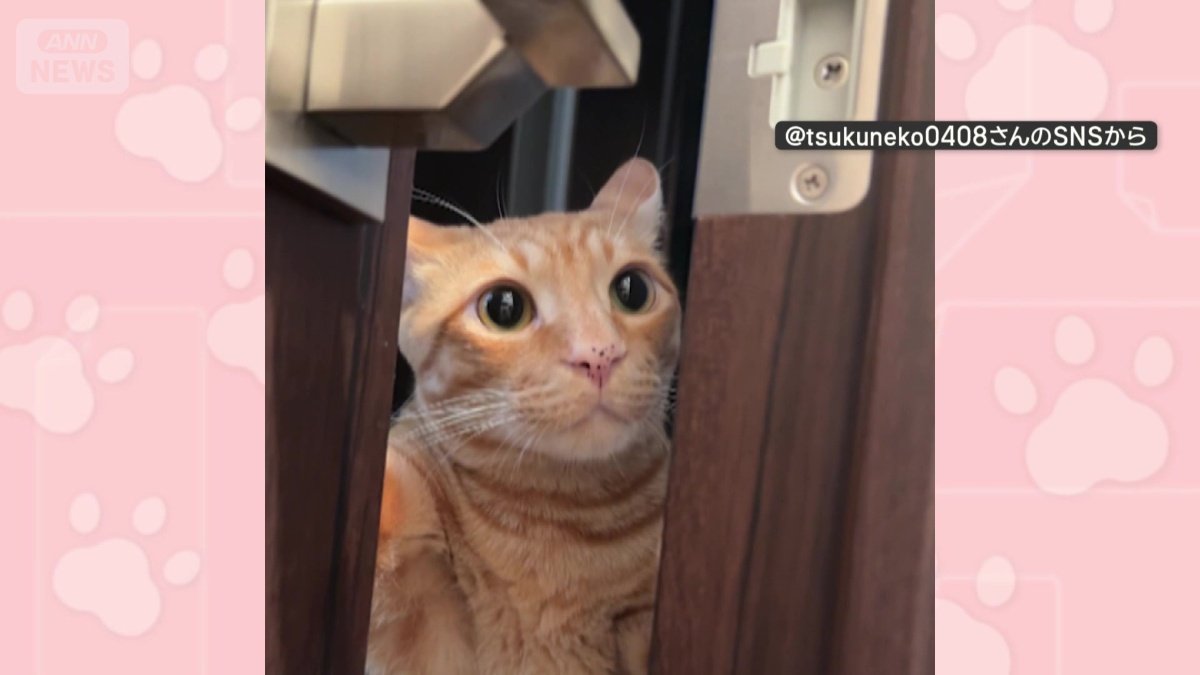 のぞいて、見つめる