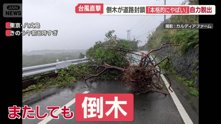 その先にまたしても大きな倒木