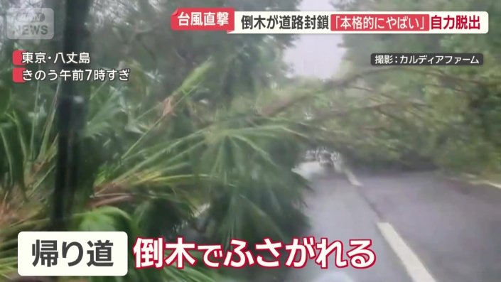 帰り道倒木でふさがれる