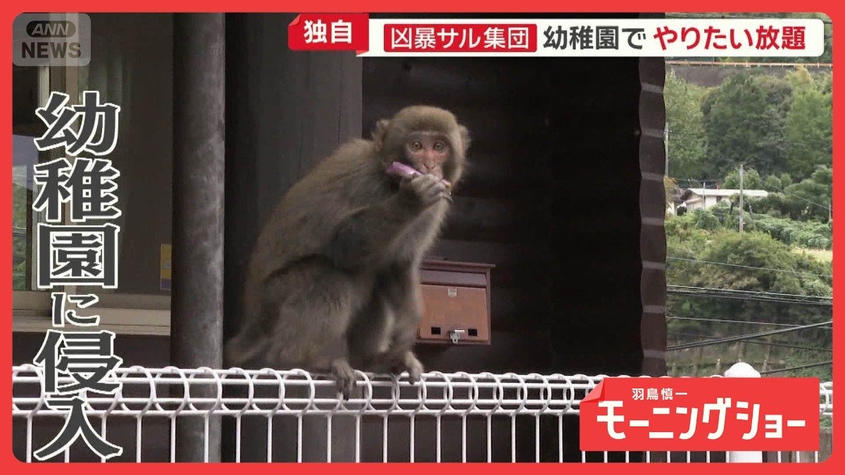 凶暴サル集団、幼稚園でやりたい放題　人気温泉街でも大暴れ　なぜ人襲う？2つの背景