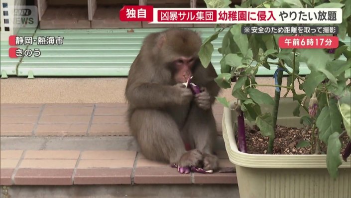 ナスを食い荒らす
