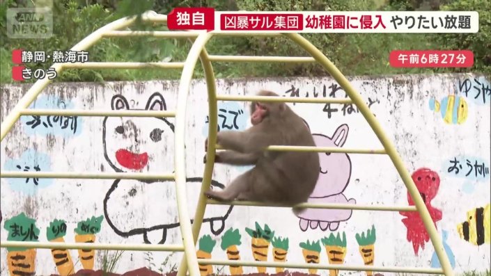 幼稚園の遊具に乗るサル