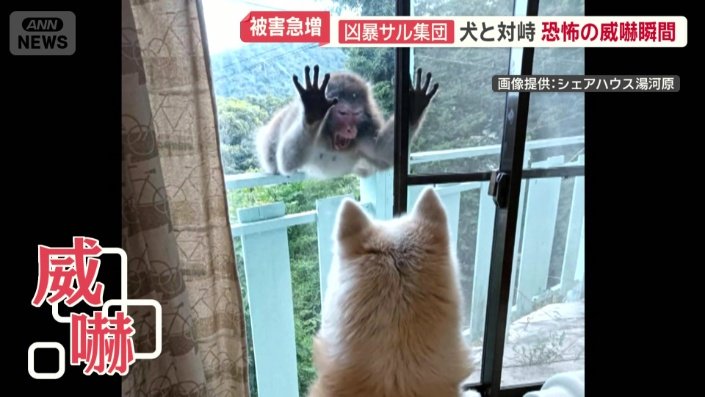 イヌを威嚇