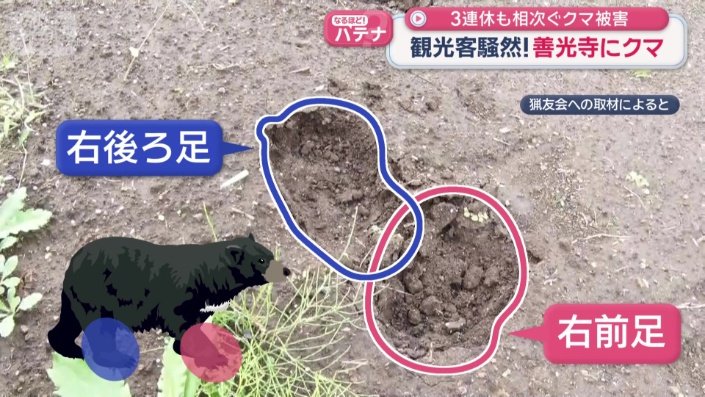 下の部分が右前足で、その前にあるのが右後ろ足