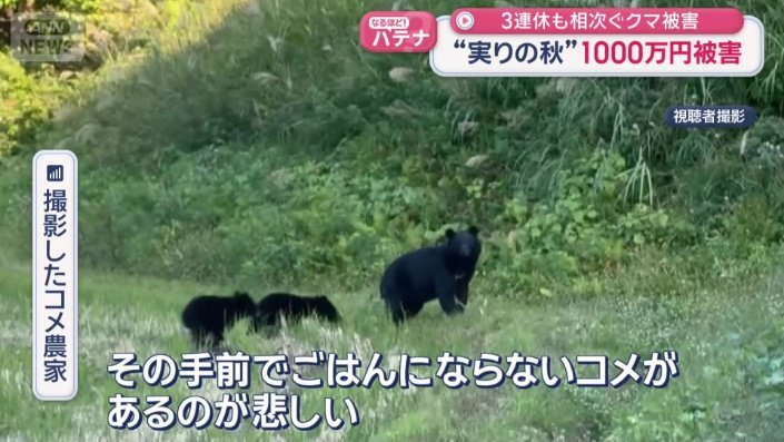 収穫目前の新米が無残にもなぎ倒されてしまった