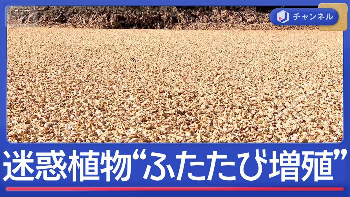 強力迷惑植物“ふたたび増殖”…湖が見えない繁殖力の脅威