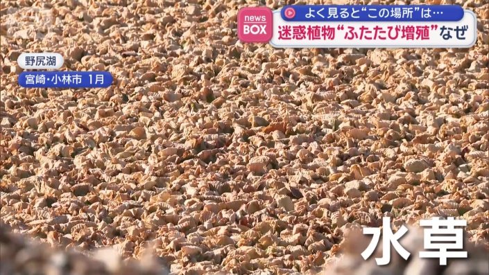 正体は水草